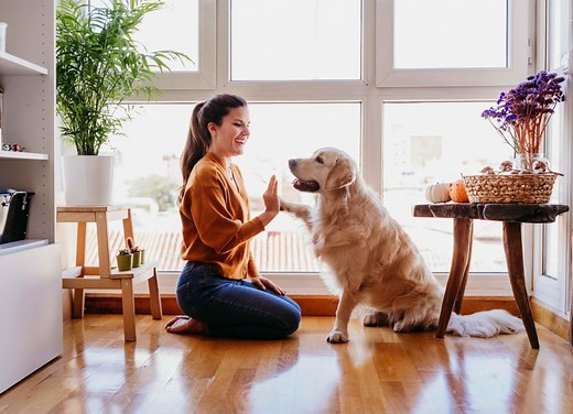 9 Cost-Effective Ways To Keep Your Dog Mentally Stimulated