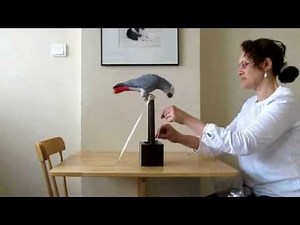 Sharon & Clover demonstrate: Parrot tricks