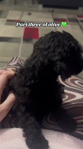 Olive's Journey: Updates on Our Cocker Spaniel Mix Puppy