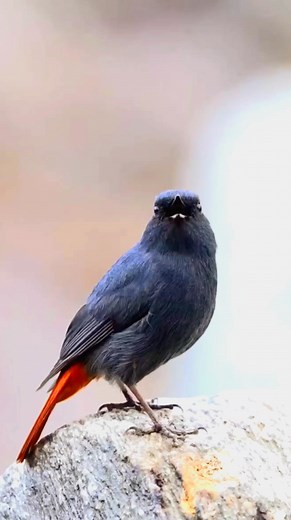 Plumbeous Water Redstart (Rhyacornis fuliginosa) | Nrfa Kicau
