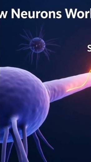 Neuron Inside the Brain 🧠 / structure of neuron.