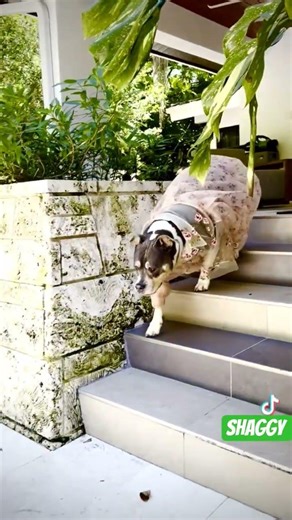 Shaggy Clap Back "Even his dog knows Fashion" #shaggy #dancehallartist #fyp #shorts #viralreels