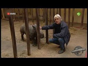 Baby rhino escapes from stable YouTube