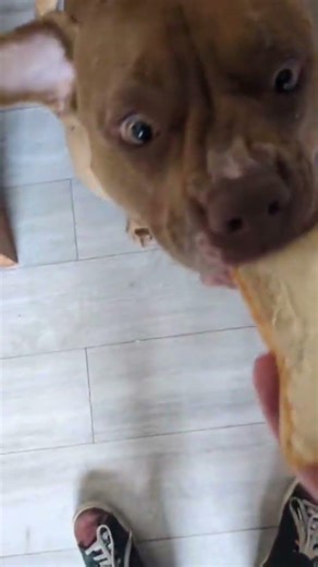 I got no edits yet so here's a video of my dog eating bread