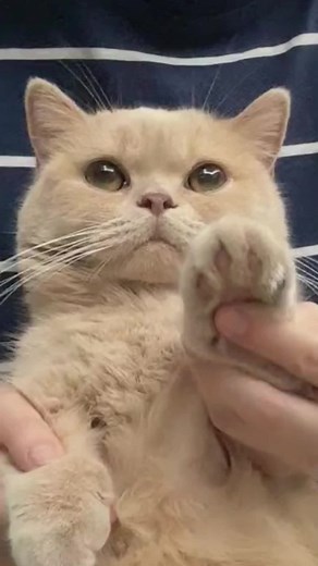 Why are cats so nervous?#cat #pet #cutecat #kitten #fyp