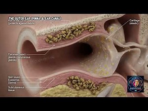 How Your Ear Actually Works 3D Animation