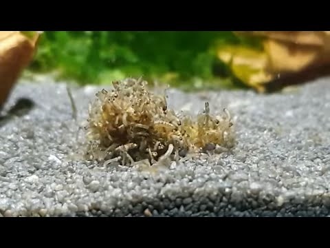 How To Breed Dwarf Pea Puffers Part 2