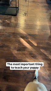 30K views · 2.9K reactions | Everyone wants the perfect puppy — calm,...
