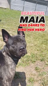 30K views · 2K reactions | SO SORRY MAIARIP BEAUTIFUL MAIA HAS ONLY...