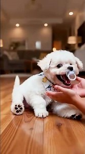 Stress Melts Away in 7 Seconds—Puppy Cuddles Owner Close-Up Joy🐶❤️#PetLovers #cutepuppy #Pethealing
