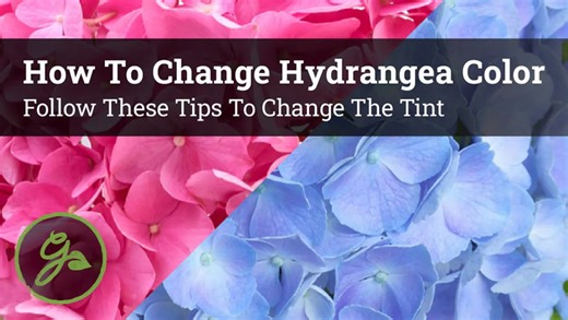 How to change hydrangea color