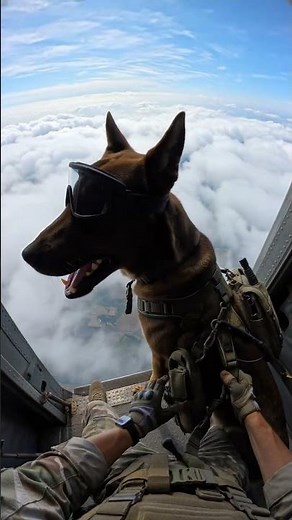 Brave Military Dog Ready for High-Altitude Mission! 🐕✈️ #MilitaryDog #Skydiving #HeroDog