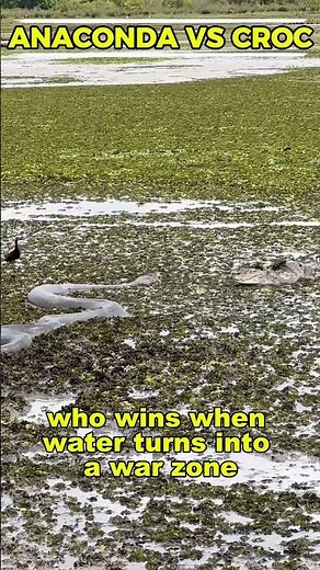 Green Anaconda vs Crocodile 🐍🐊 | Ultimate River Predator Clash