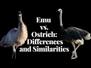 Emu vs Ostrich I Exploring Differences and Similarities