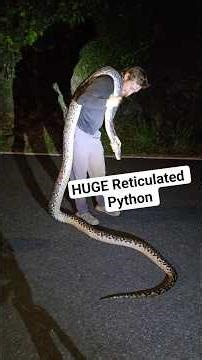 HUGE RETICULATED PYTHON! #python #snake #wildlife #puertorico #nature