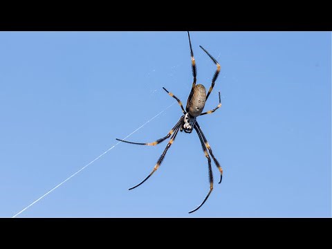 The Spider Web So Strong It Went to Space!