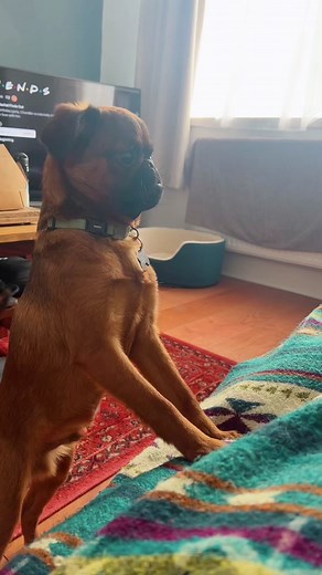 Hilarious Fart Prank on Brussels Griffon Puppy