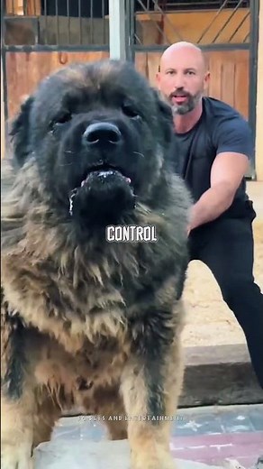 These Dogs Were Shaped by Wolves