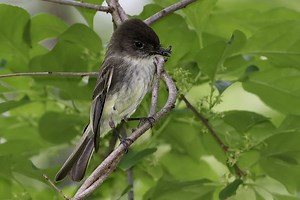 Phoebe Bird: Conversations with nature