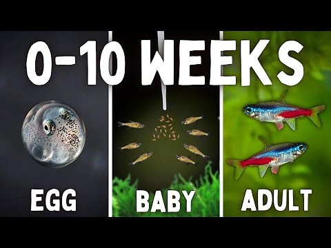 Full Lifecycle of a Neon Tetra (Egg to Adult)
