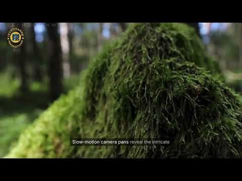 Nature’s Serene Moments | Peaceful Nature Scenes to Relax, Heal & Unwind 🌿✨