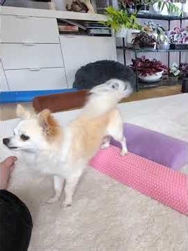 VitosGame mit Max Tag 3 #chihuahua #tricks