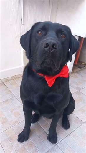 The dog is man's best friend...There is no doubt about it #dog #labrador #cute #cutedog