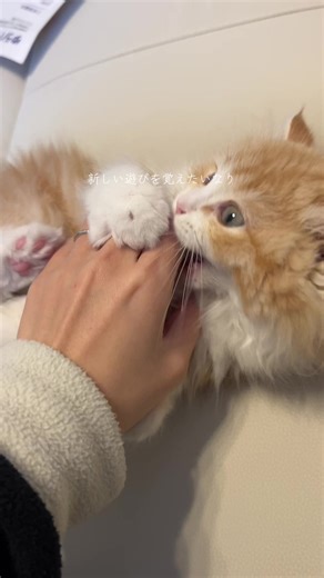 んーーーぱっ🙌#猫のいる暮らし #ラガマフィン #子猫 #cat #じゃれあい