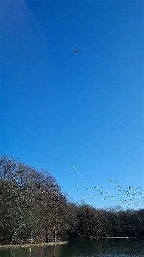 Shibden helicopter disturbs the birds