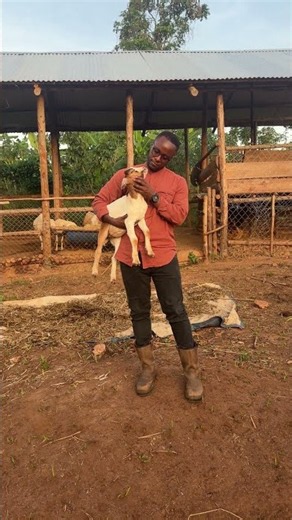 Baby goat on the ground #shorts #goats #farmlife