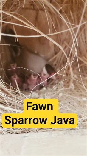 Fawn Java Sparrow Caring & Feeding Her Babies | Close Nest View#javasparrow #fawnjava #birdsempire