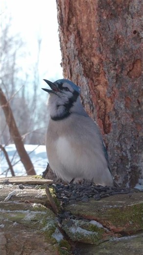 Blue Jay Call #birdwatching #naturesounds #bluejay
