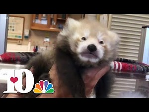 New baby red panda born at Zoo Knoxville