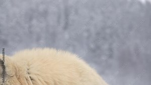 portrait of an arctic white wolf on a forest background. the wolf leaves the screen