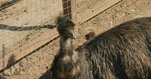 Close-up of an emu resting in its pen at the zoo. A beautiful emu in a zoo enclosure looks around. At the zoo, a beautiful large emu is basking in the sun in an enclosure.