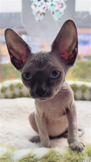 Persia 🫶 #sphynx #kitten #cat