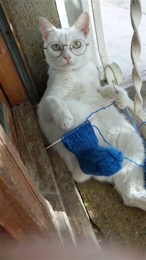 Cat Knitting Woolen Socks #cat #cats #prettycat
