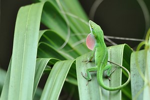 Anolis carolinensis