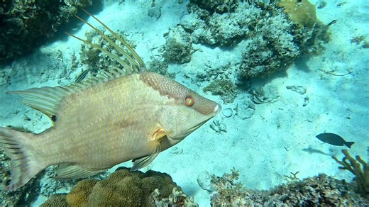 1.2K views · 23 reactions | ‼️If you know , You know The prize fish right here ✨️ Hog fish is the best eating fish hands down  Fun Fact : You got to get in the water and spear it . You wouldn't be able to catch this on a line. It's mouth is so tiny that it wouldn't grab a hook. They feed on tiny sediments on the bottom of the sea  | Knotty Tours | Facebook