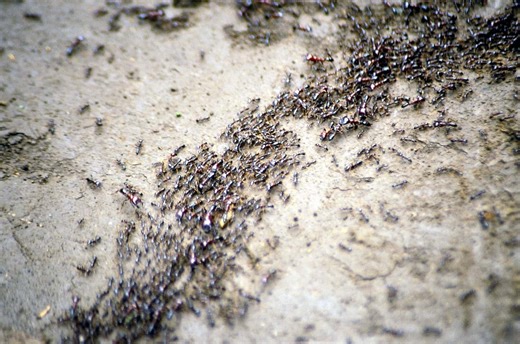 The 8 Most Effective Ways to Get Rid of Ants in Your Yard