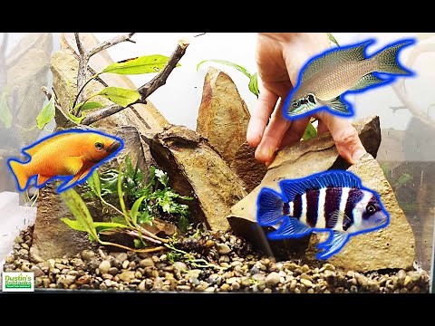 DWARF CICHLID PLANTED AQUARIUM SETUP! - FULL Design IDEAS
