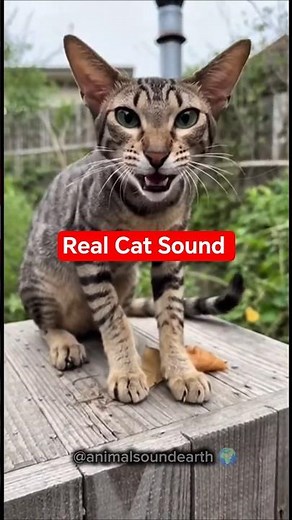 Real Cat Sound Meow