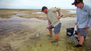 Retired Australian cricket legend Greg Blewett is usually cool under pressure...but not when it comes to crab raking! 😂 | 7Cricket