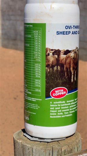 Vitamin and Mineral Supplementation. This activity helps prevent wool pulling, still borne and eye problems. It also improves fertility, improves growth or muscle formation and libido. #livestock #LivestockManagement #livestockmanagementagency #Supplements | Livestock Management Agency