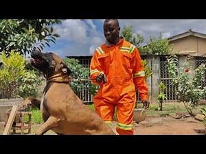 We Visited a Female dog breeder on the Copperbelt and she’s breeding German shepherds and Boerboels.