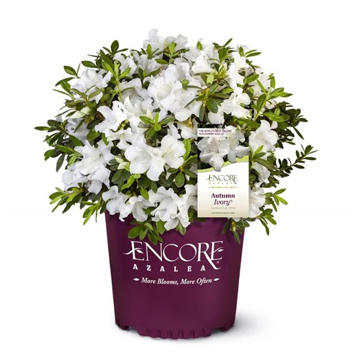 Check The Home Depot's Q&A Before Buying: ENCORE AZALEA 1 Gal. Autumn Ivory Dwarf Azalea Shrub with Reblooming White Flowers - Low-Maintenance Small Evergreen Bush
