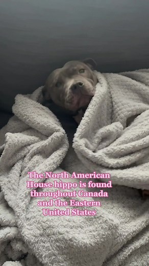 Adorable Staffy Hippo: The Cutest Mini Hippo Dog Breed