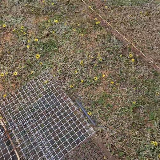 Clearing out rabbits from under a garage, caught 15 from under the garage | Ferret Netting & Equipment Australia