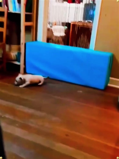 Hilarious Collection of U.S. Comedy Moments