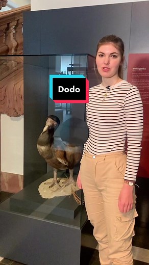 Dodo: Die Geschichte eines ausgestorbenen Vogels